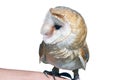 The Barn Owl Royalty Free Stock Photo