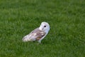 Barn Owl (Tyto alba) Royalty Free Stock Photo