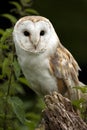 Barn Owl (Tyto alba) - United Kingdom Royalty Free Stock Photo