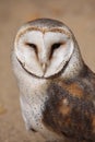 Barn owl (Tyto alba). Royalty Free Stock Photo