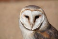 Barn owl (Tyto alba). Royalty Free Stock Photo