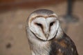 Barn owl (Tyto alba). Royalty Free Stock Photo