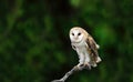 A Barn Owl ( Tytonidae )