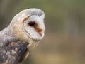 Barn owl up portrait Tyto alba Royalty Free Stock Photo