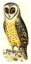 Barn Owl, Vintage Engraving