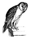 Barn Owl, Vintage Illustration
