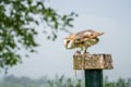 Barn owl preparing to fly Royalty Free Stock Photo