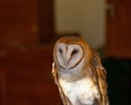 Barn Owl posing for a picture.