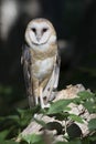 Barn owl watching from leafy forest Royalty Free Stock Photo