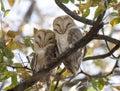 Barn owls