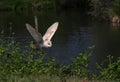 Barn owls family Tytonidae are one of the two families of owls Royalty Free Stock Photo