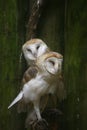 Barn owls cuddle