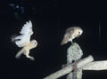 Barn owls perching on fence post