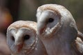 Barn Owls Tyto alba on green background