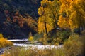 Colorado Aspens along a flowing stream