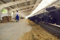 Barn with row of stables with feeding black cows or buffaloes and farm worker adding up some fodder Royalty Free Stock Photo