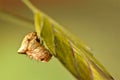 Barn spider trying to hide in the grass Royalty Free Stock Photo