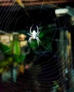 Barn spider on web Royalty Free Stock Photo