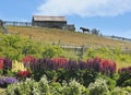 Barn with standing horse mear it and flowers in garden Royalty Free Stock Photo