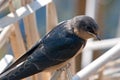 Barn Swallow Royalty Free Stock Photo