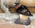 Barn Swallow adult perched next to nest under construction, showing tail feathers, and looking back at camera