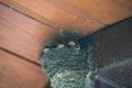 Barn Swallow Babies In Nest: Hungry Barn Swallow Birds in a Nest in the Eve of a Pinic Bench Awning Waiting for Food Royalty Free Stock Photo