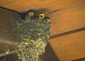 Barn Swallow Babies In Nest: Hungry Barn Swallow Birds in a Nest in the Eve of a Pinic Bench Awning Waiting for Food Royalty Free Stock Photo