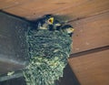 Barn Swallow Babies In Nest: Hungry Barn Swallow Birds in a Nest in the Eve of a Pinic Bench Awning Waiting for Food Royalty Free Stock Photo