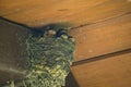 Barn Swallow Babies In Nest: Hungry Barn Swallow Birds in a Nest in the Eve of a Pinic Bench Awning Waiting for Food Royalty Free Stock Photo