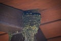 Barn Swallow Babies In Nest: Hungry Barn Swallow Birds in a Nest in the Eve of a Pinic Bench Awning Waiting for Food Royalty Free Stock Photo