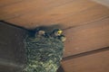 Barn Swallow Babies Waiting For a Feeding Royalty Free Stock Photo