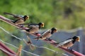 Barn Swallow baby birds family waiting for eating with open beaks