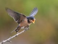 Barn swallow begging for food Royalty Free Stock Photo