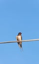 Barn Swallow bird Royalty Free Stock Photo