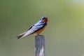 Barn swallow bird Royalty Free Stock Photo