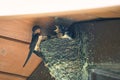 Barn Swallow Bird Feeds Babies in Mud Nest in Eve of Roof Royalty Free Stock Photo