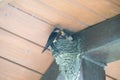 Barn Swallow Bird Feeds Babies in Mud Nest in Eve of Roof Royalty Free Stock Photo