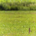 Barn swallow bird flying upon a meadow Royalty Free Stock Photo