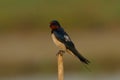 Barn swallow bird in a perch . Royalty Free Stock Photo