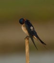 Barn swallow bird in a perch . Royalty Free Stock Photo