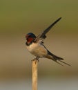 Barn swallow bird in a perch . Royalty Free Stock Photo