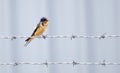 Barn Swallow bird perched on barbed wire, Monroe Georgia USA Royalty Free Stock Photo