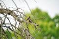 Barn Swallow bird perched among bare branches