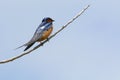 Barn Swallow Bird Perched On Limb