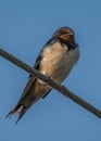 A Barn Swallow bird Royalty Free Stock Photo