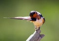 Barn Swallow Bird Preening, Hirundo Rustica Royalty Free Stock Photo