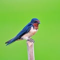 Barn swallow bird