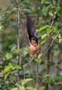 Barn swallow bird Royalty Free Stock Photo