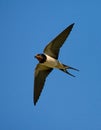 Barn Swallow, Boerenzwaluw, Hirundo rustica Royalty Free Stock Photo