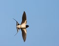 Barn Swallow, Boerenzwaluw, Hirundo rustica Royalty Free Stock Photo